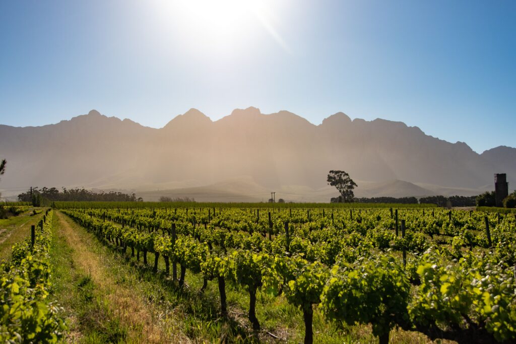 Luciano Tours Cape Winelands Tour pexels-magda-ehlers-pexels